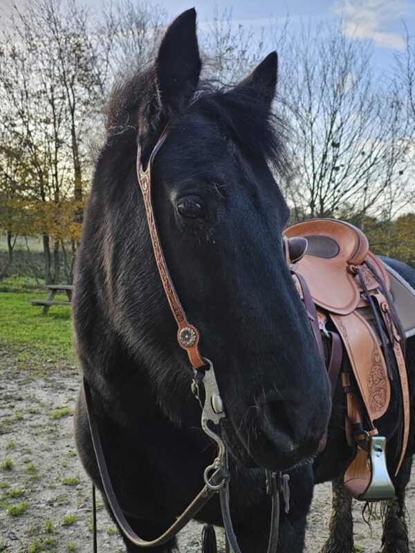 Bridon One Ear – Image 5