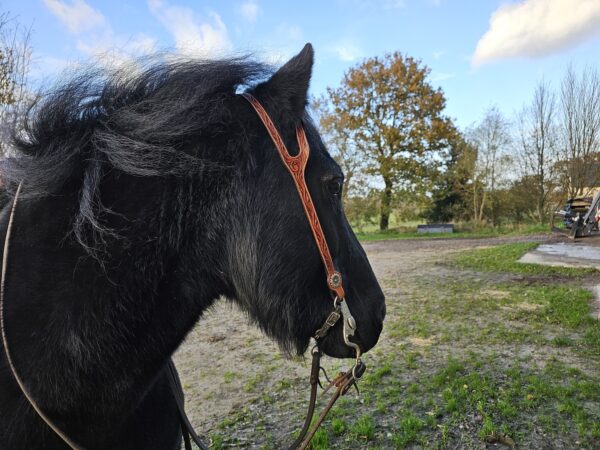Bridon One Ear